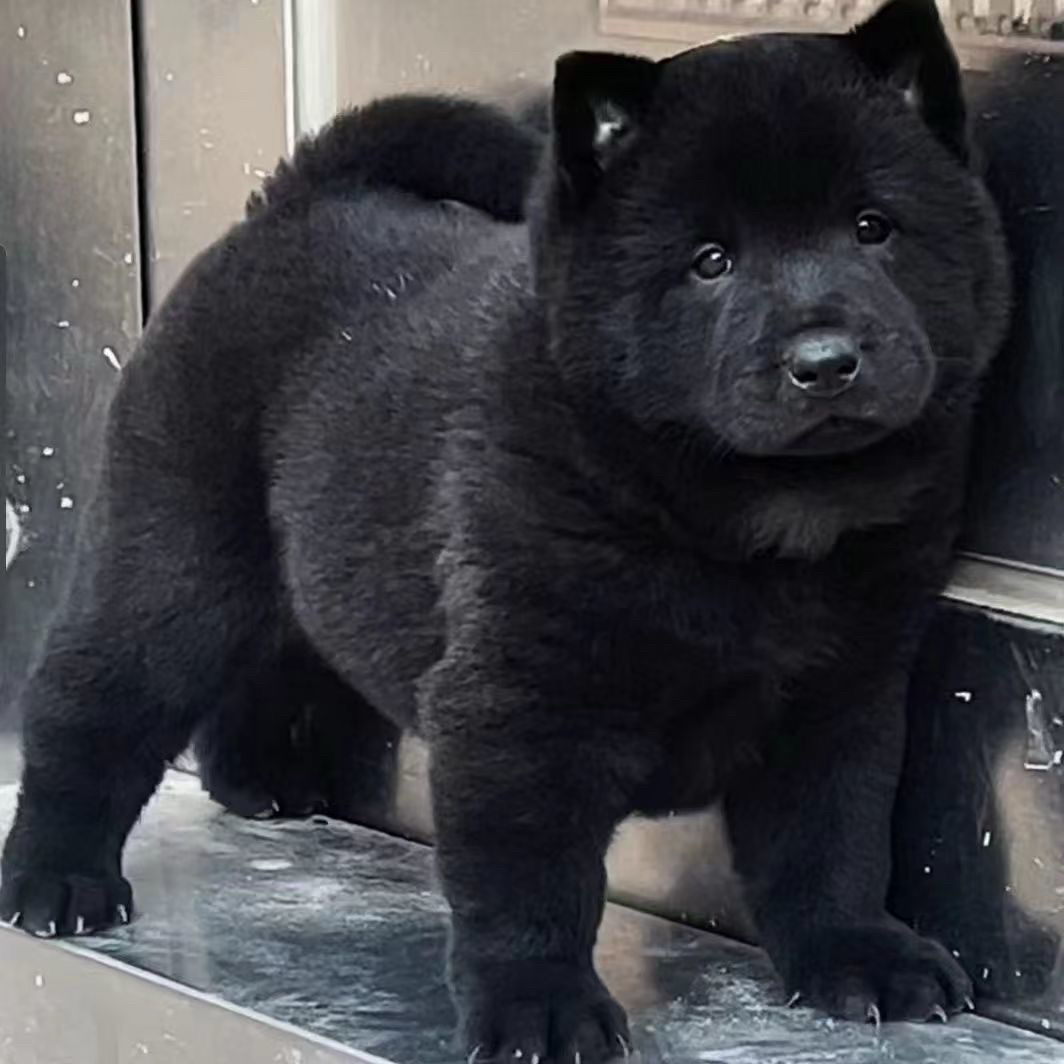 田园犬黄狗白土松虎斑四眼活体直播链接