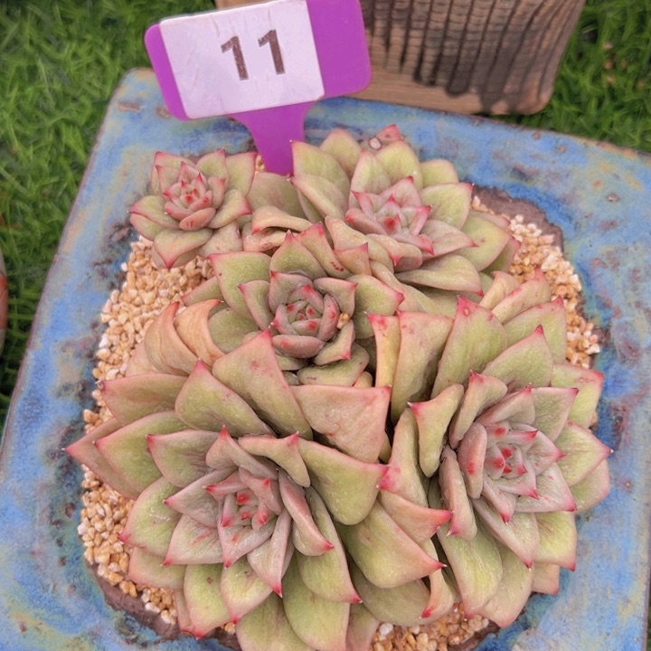 健健康康平平安安