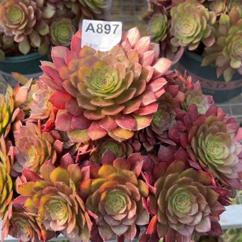 897红魔多肉25厘米左右