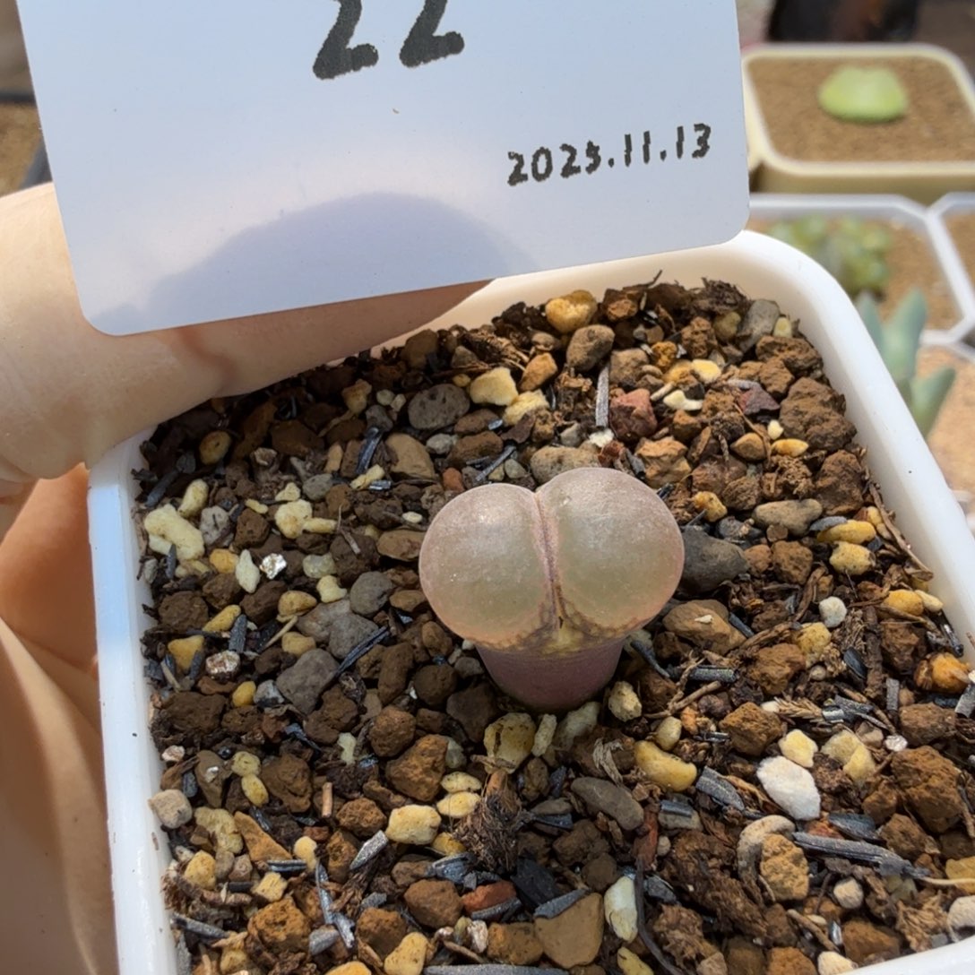 多肉多肉多肉11.13-022 