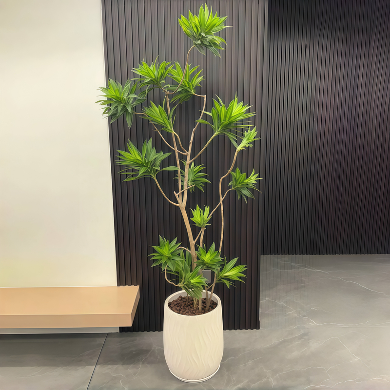 金心百合竹真绿植室内大盆栽客厅家庭大型植物好养老桩网红