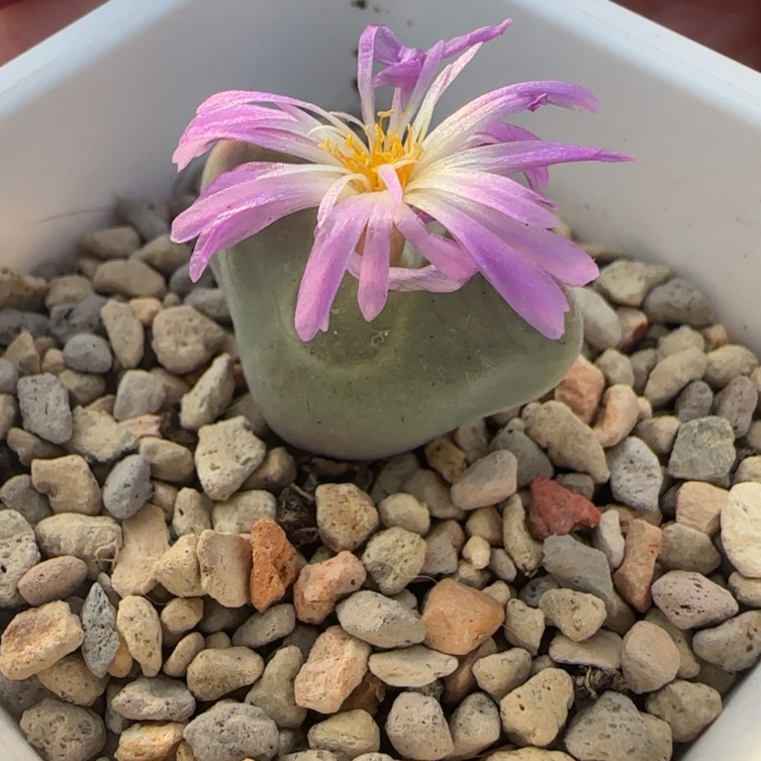 多肉TS大眼睛漏7号