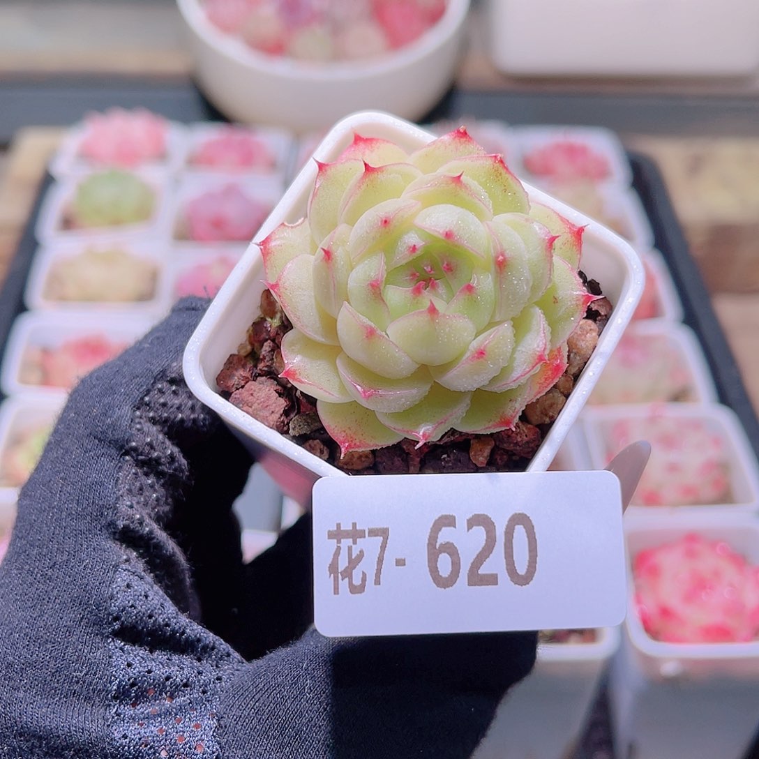 花利美7-620海王 微瑕