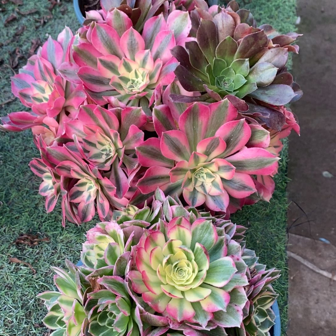 海王粉女巫多肉1颗多肉