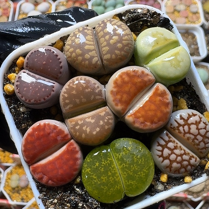 1111生石花。   133