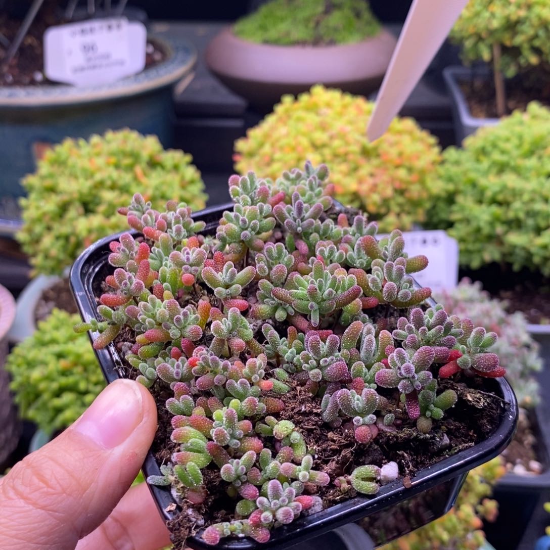 趁***老13混合小苗。    