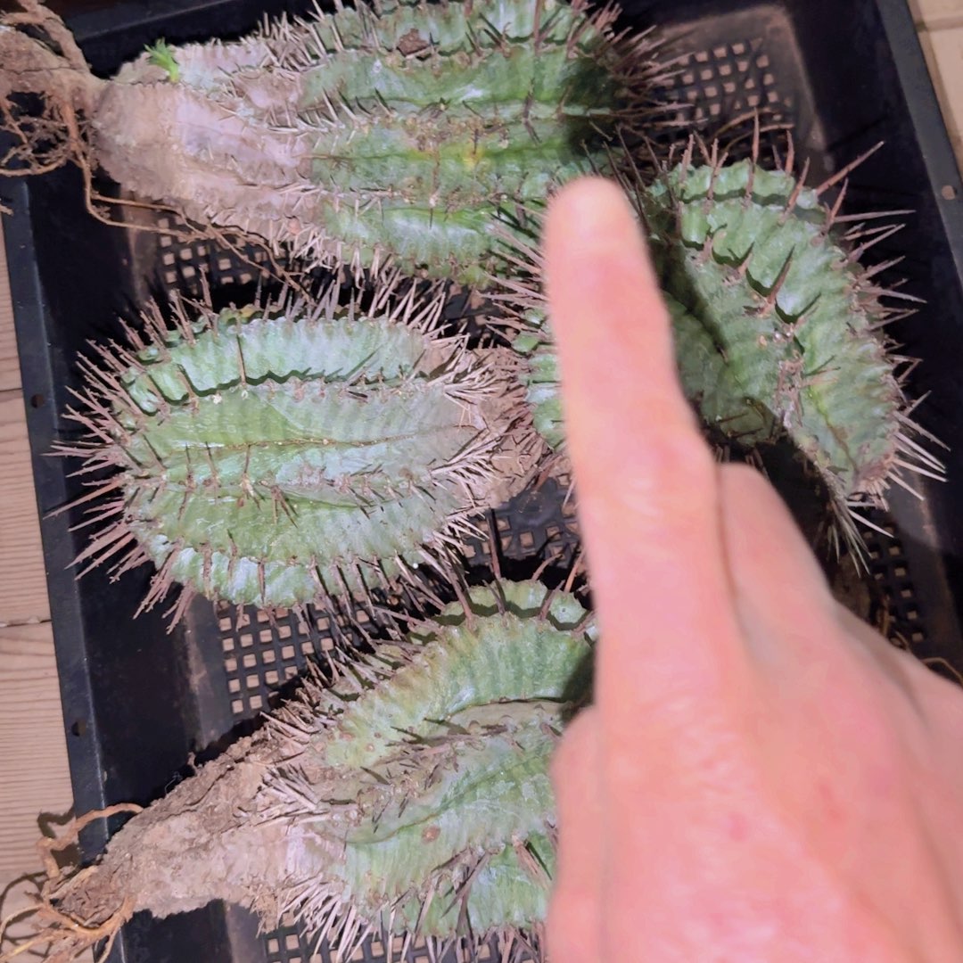 块根植物块根植物