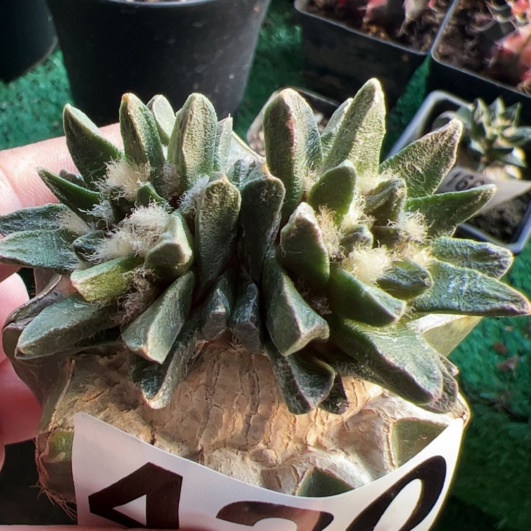 双头龙角牡丹仙人球430