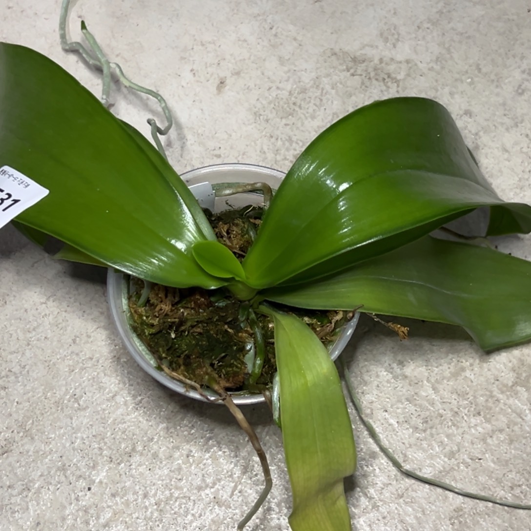 云***心完全开放l531三寸ys1240