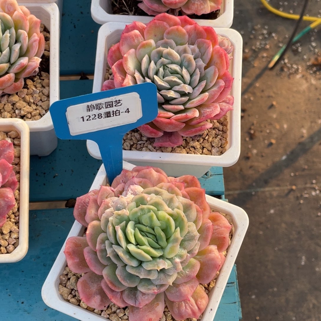 1228-4-泡泡纱大单头一颗