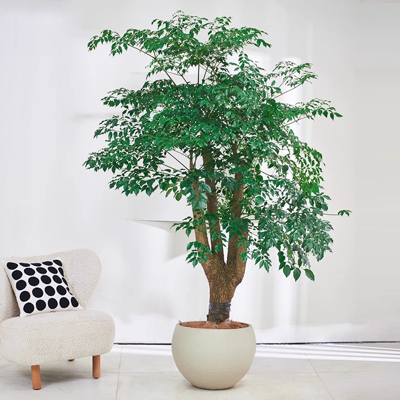 高级幌伞枫老桩幸福树绿植室内客厅大型植物盆栽多杆富贵树落地款