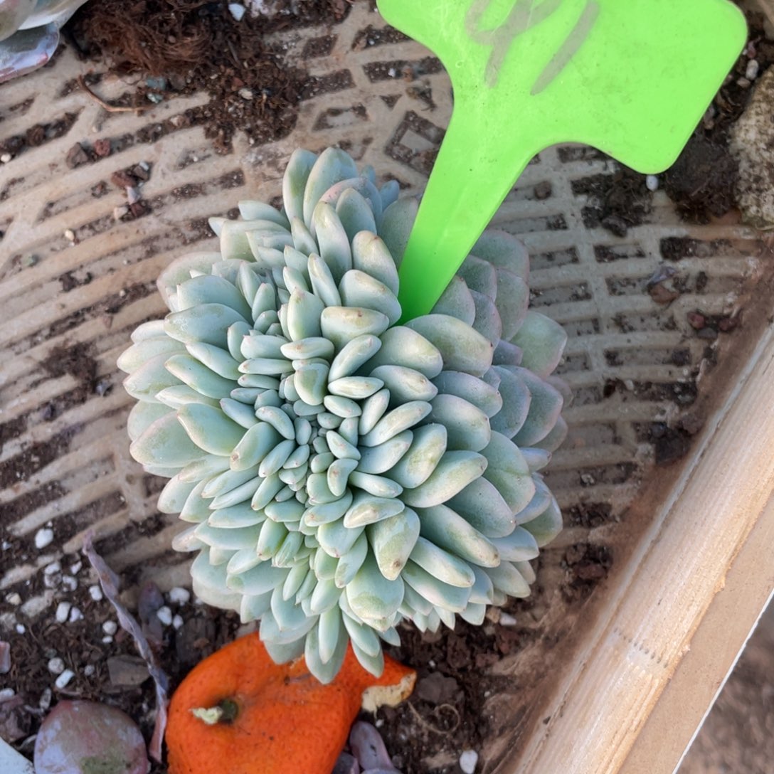 41号星影缀化多头