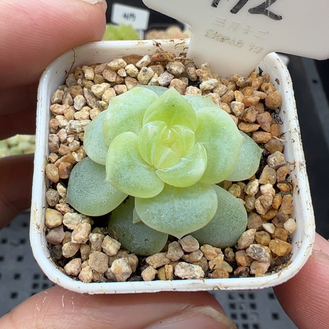 192号无尽月 晗雨多肉