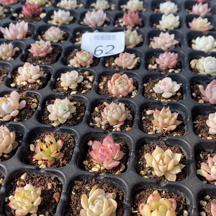 62 多肉植物盆栽花卉植物