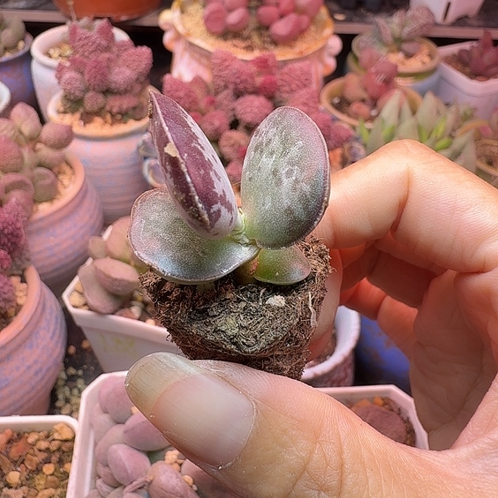 阳***贝水蜜桃和草莓都很甜很