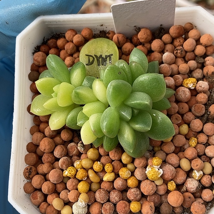 大叶奶糖锦多肉植物