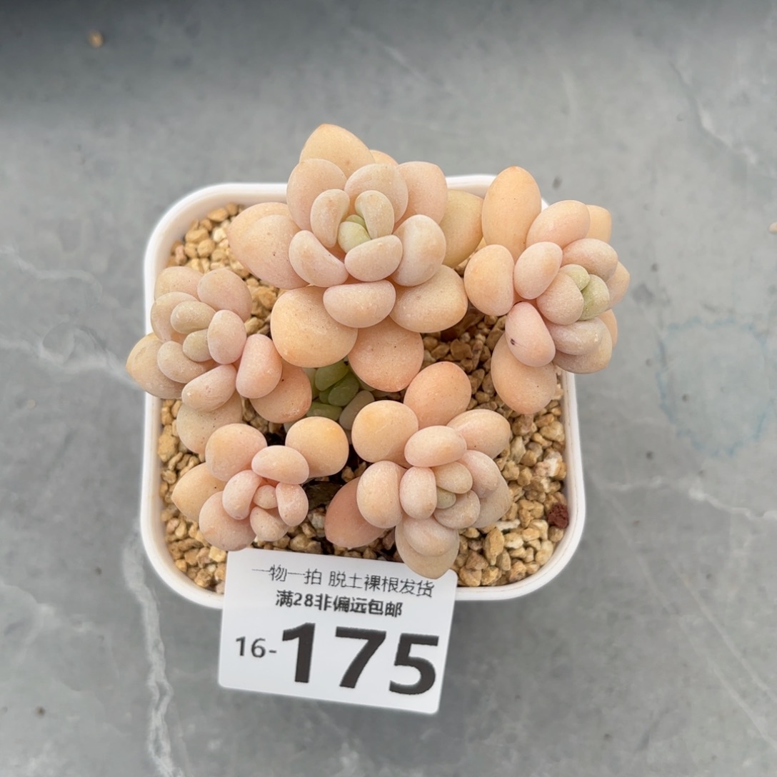 奶白糖老桩多肉多肉