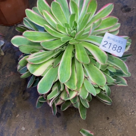 孔雀翎多肉植物2188