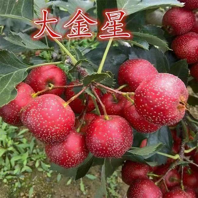 嫁接大金星山楂甜红籽大五棱南北方种植盆栽地栽耐寒树苗当年结果