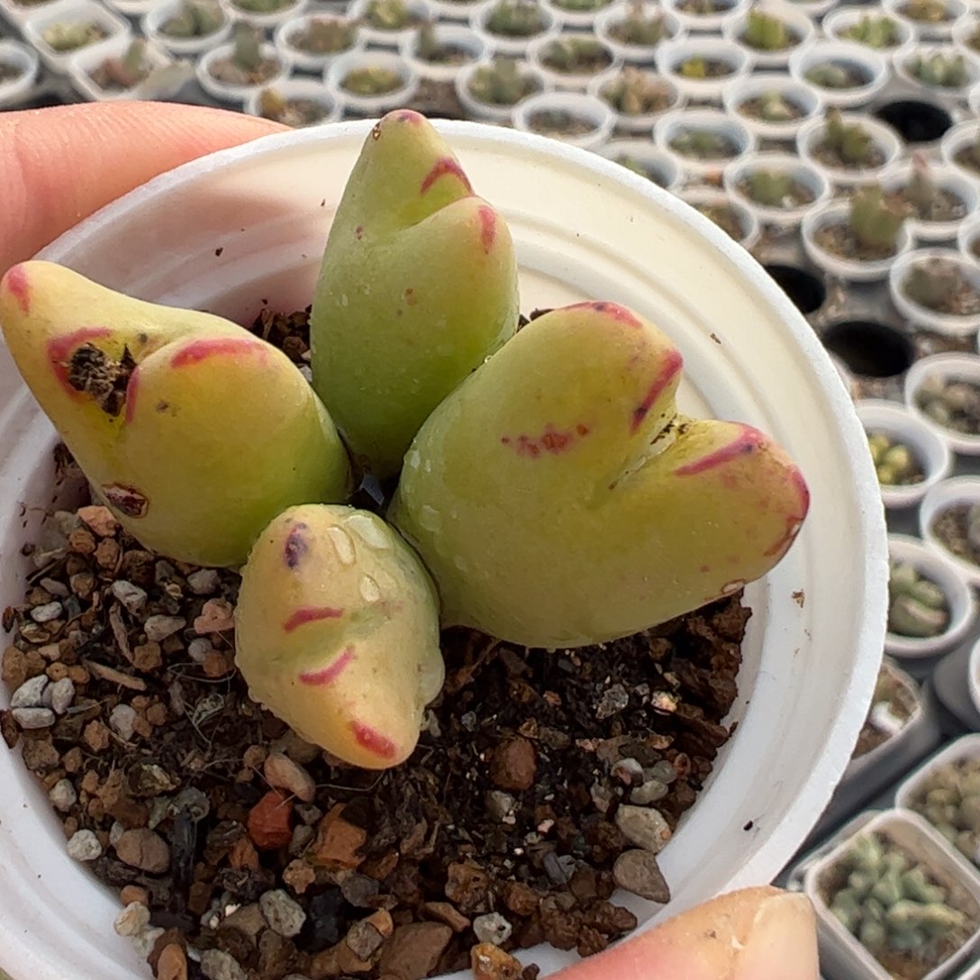 粉唇多肉植物百科12