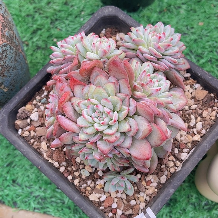 塔帕帕2144多肉植物