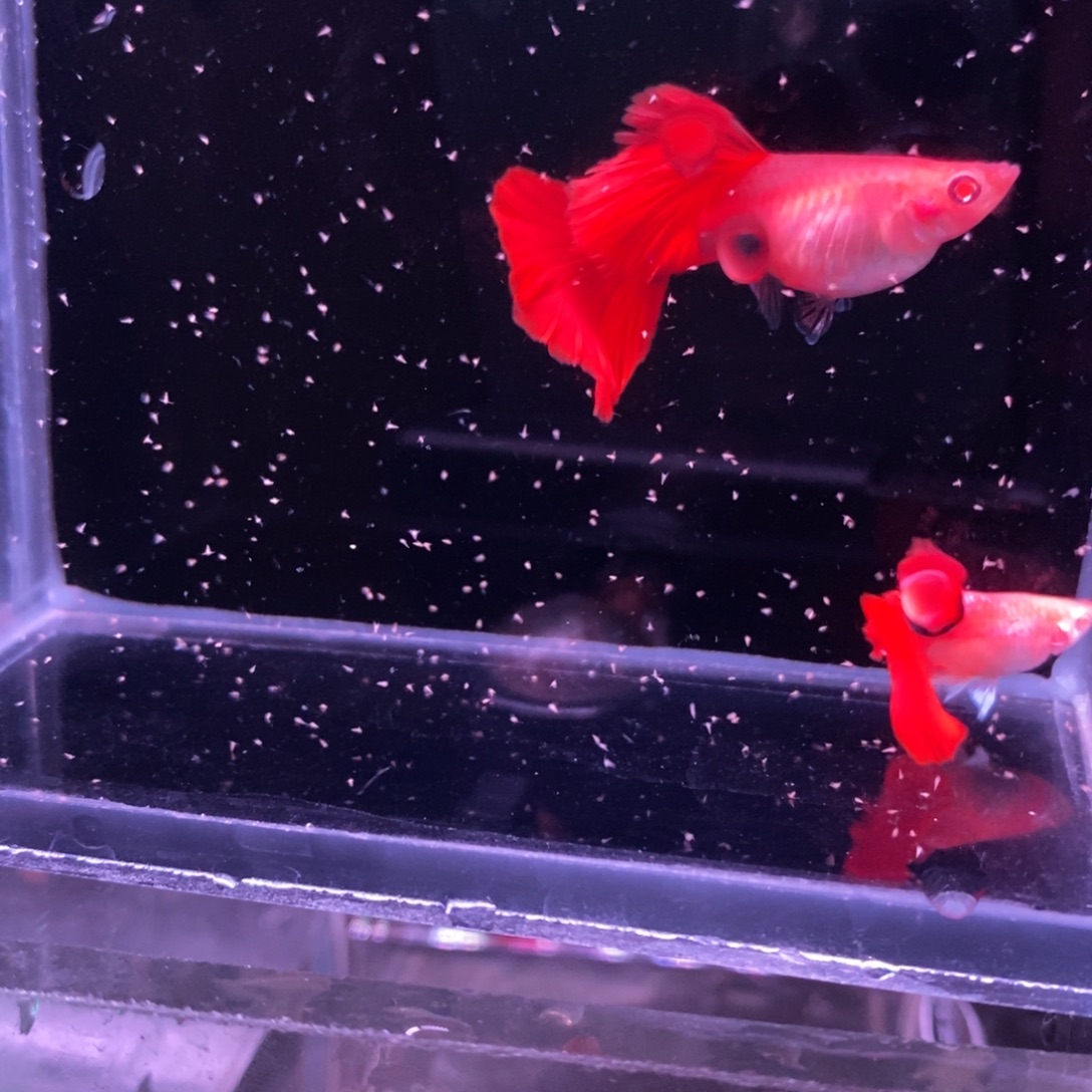 孔雀鱼菊花帆白子一对
