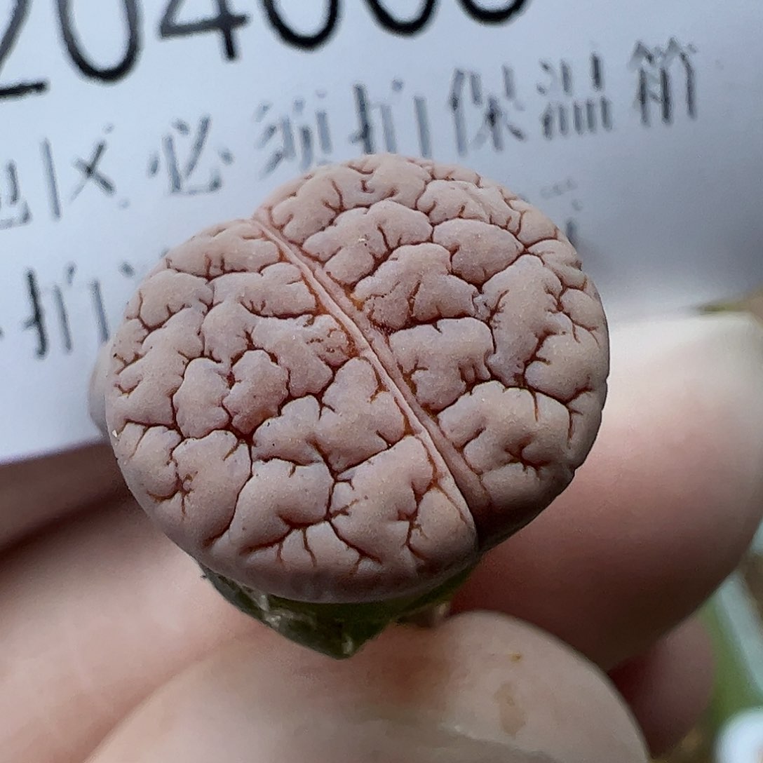 204004/恭喜发财…………………