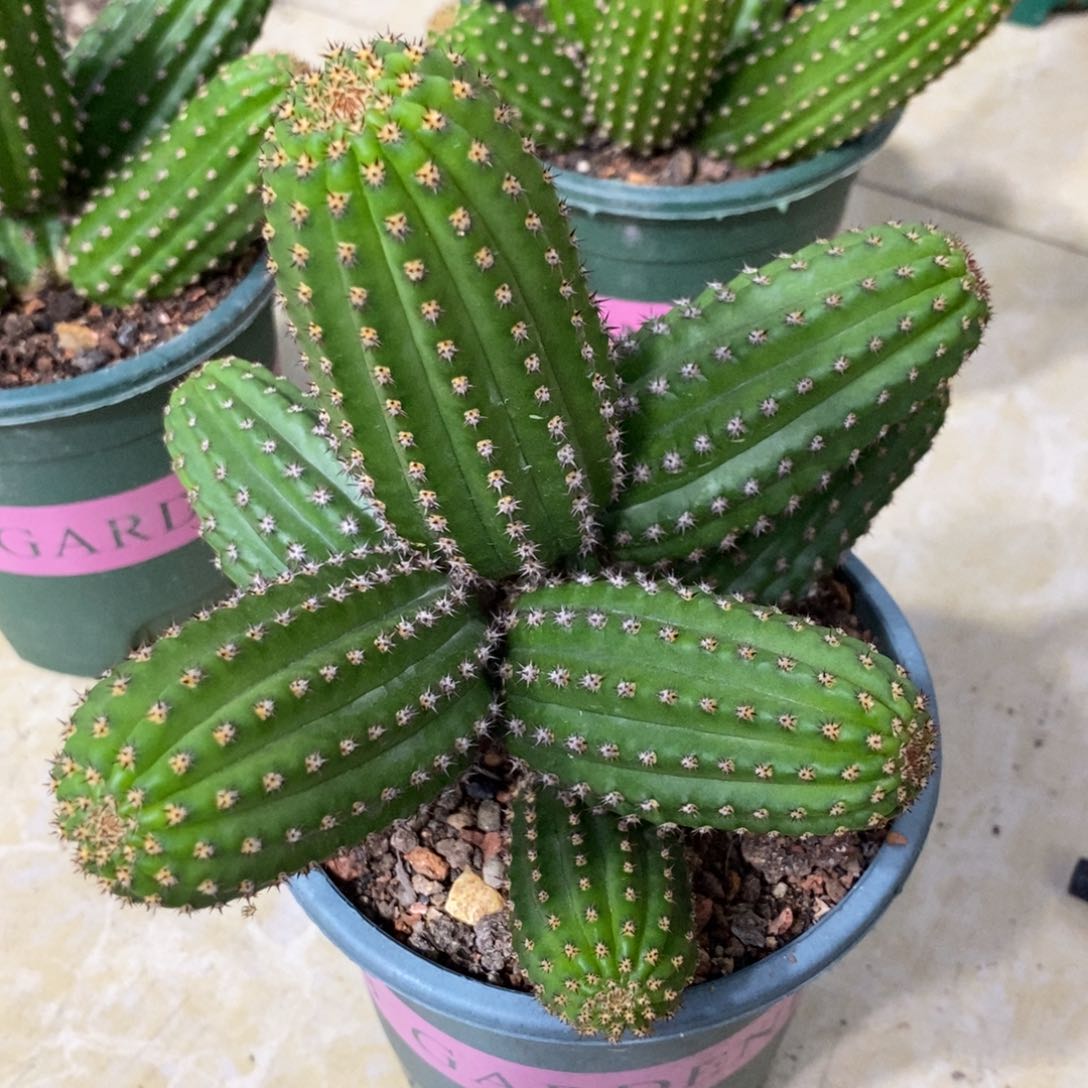 群生进口金妞金4一物一拍6