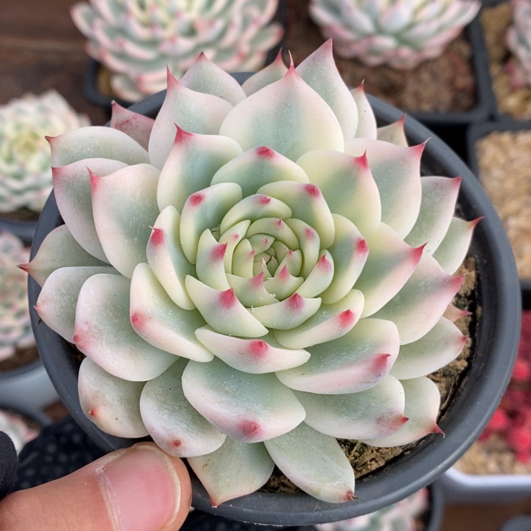 吉娃娃锦多肉植物