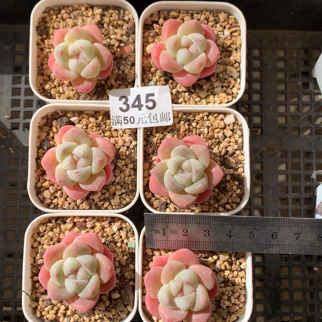 345。六颗一组白底粉芯冰玉。