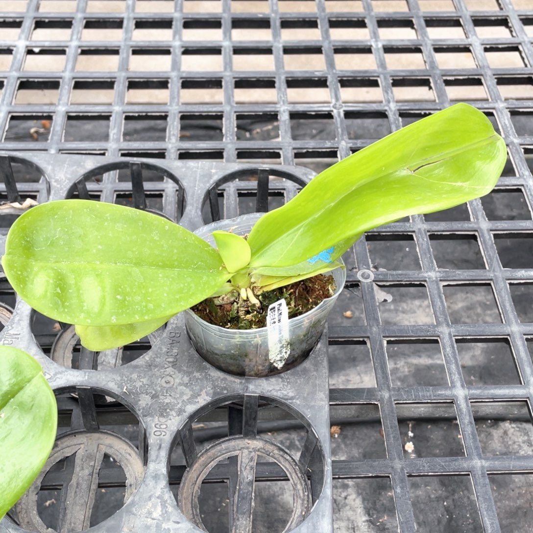 当前无花栽培后可以开花【弥陀白虎】3.5，叶损