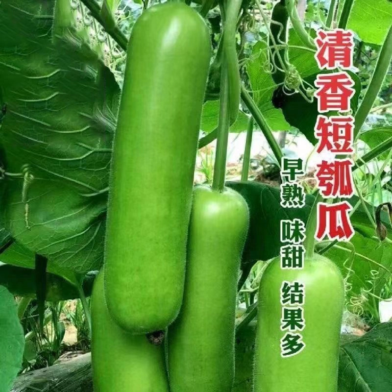 【全店满5元包邮】清香短瓠瓜种子短蒲瓜种籽甜瓠子瓜菜葫芦短棒