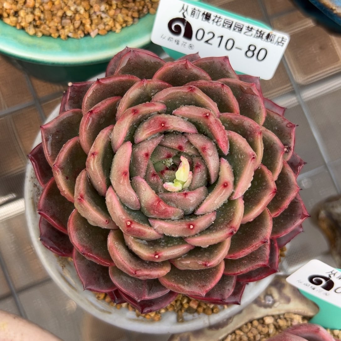 多肉一物一拍0210-80