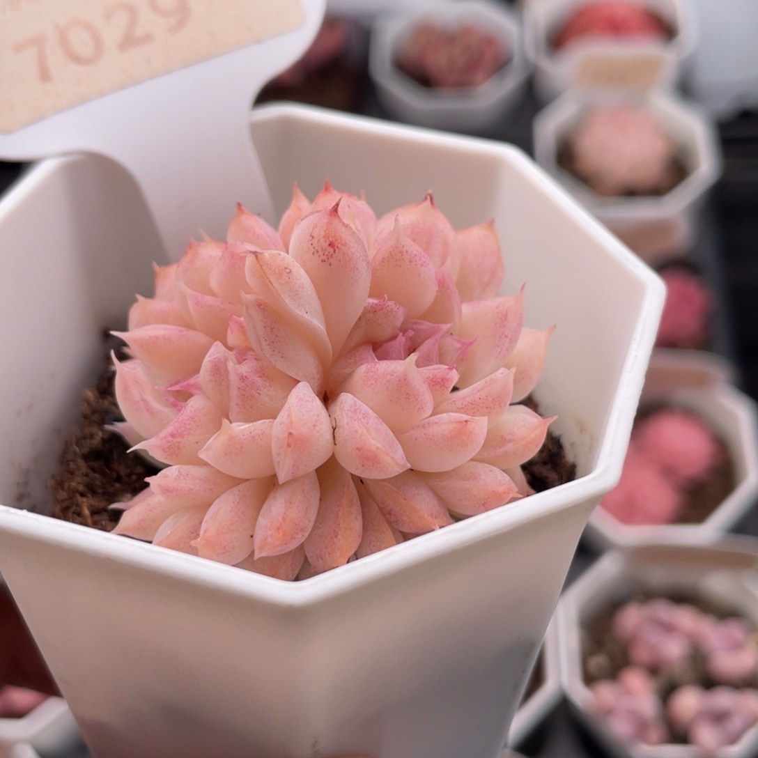 桃熏女王缀7029-4.5厘米