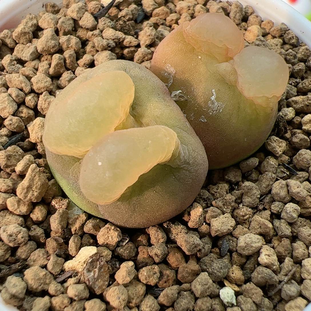 【闪购商品】171 双头