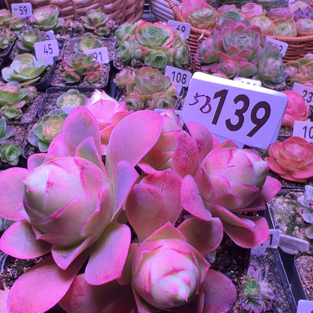 樱桃139山地玫瑰多肉