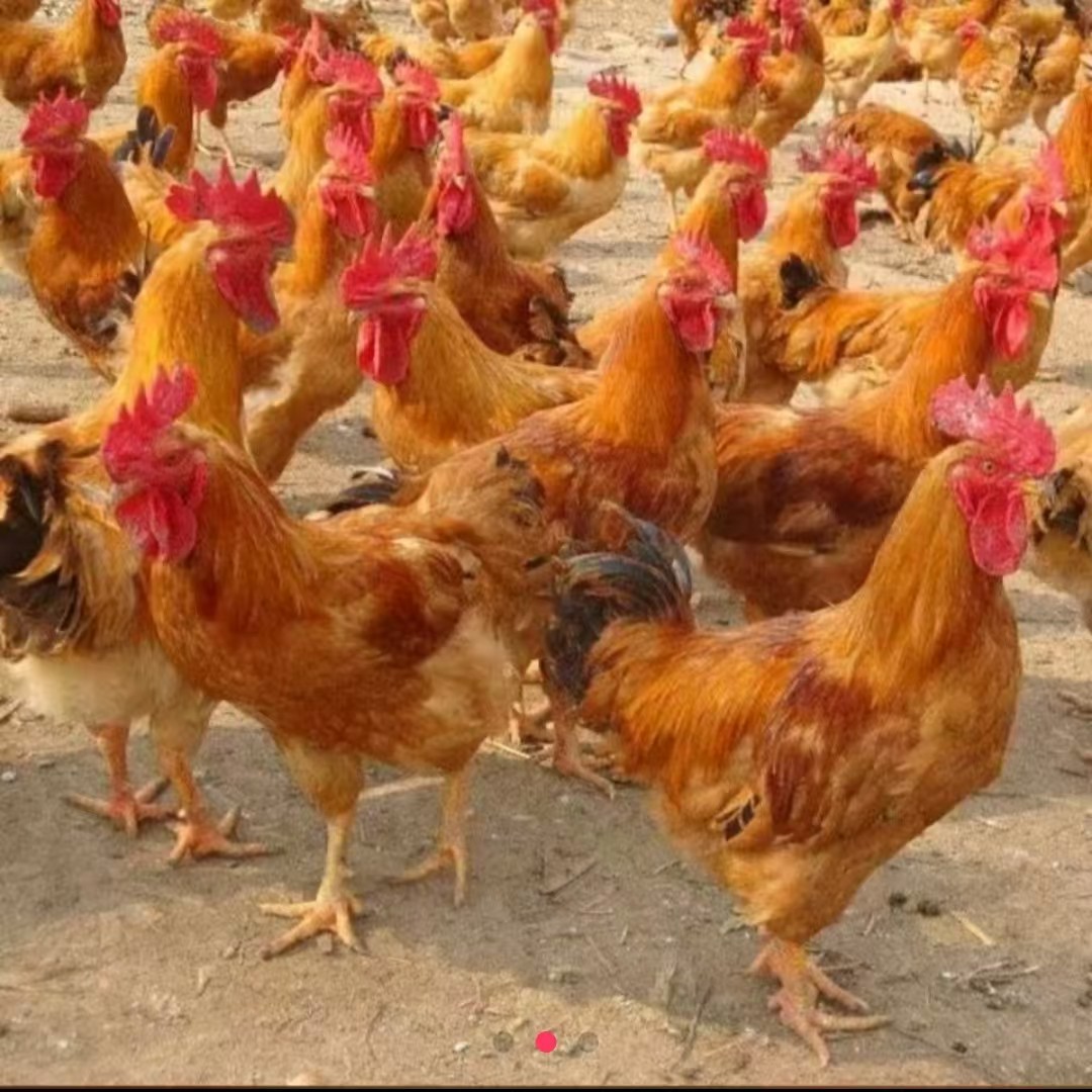 宠物鸡长尾鸡九斤红公鸡红羽毛宠物活体七两左右发货