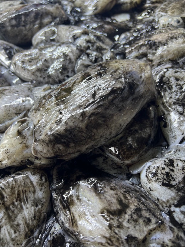 新鲜海捕目鱼 墨鱼 舟山码头直发4-6两/只 独立包装  3斤5斤装