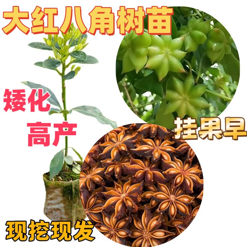 广西藤县古龙东荣大红八角嫁接苗矮化正宗高产罗马果树苗南方种植