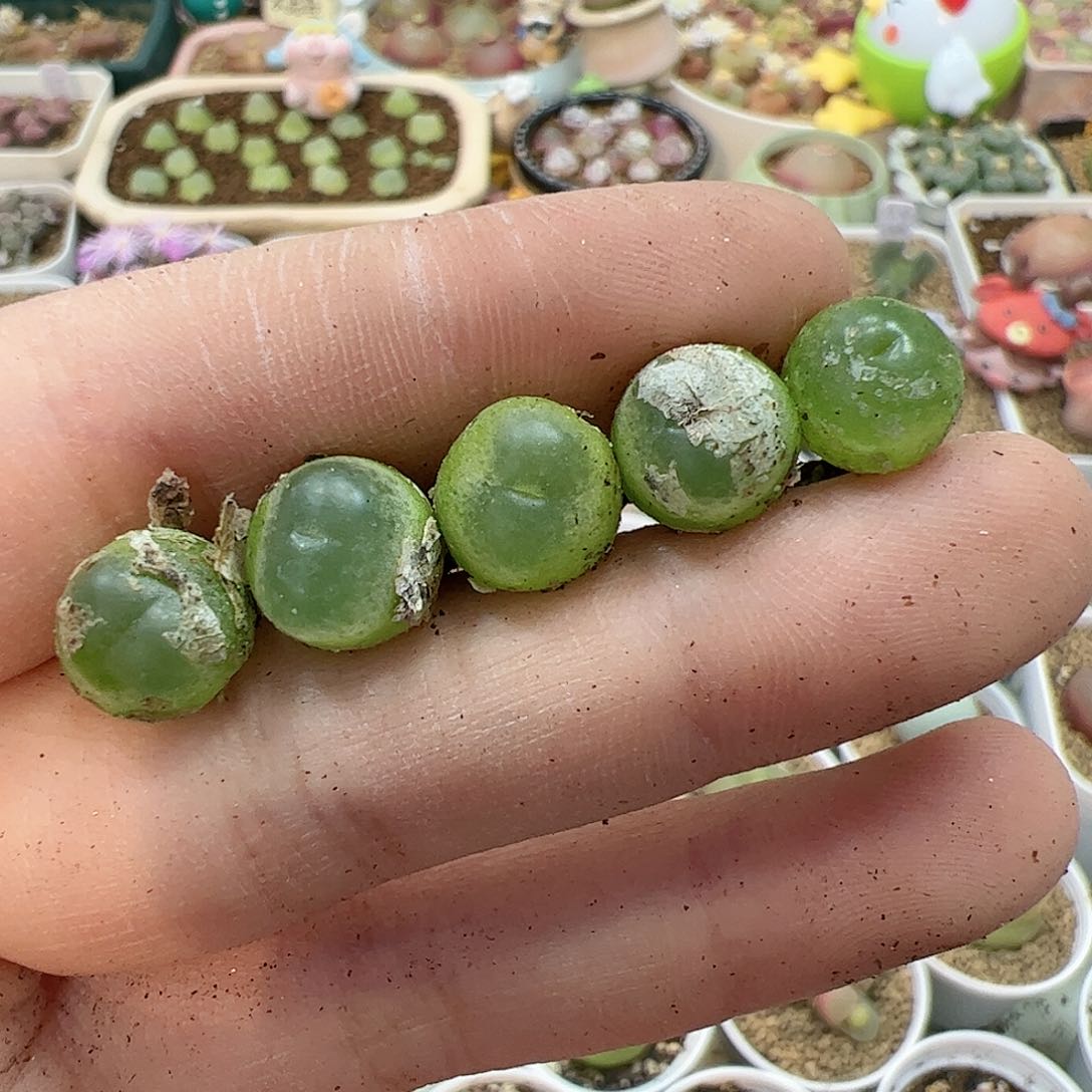 【闪购商品】50 紫皮拉登*5