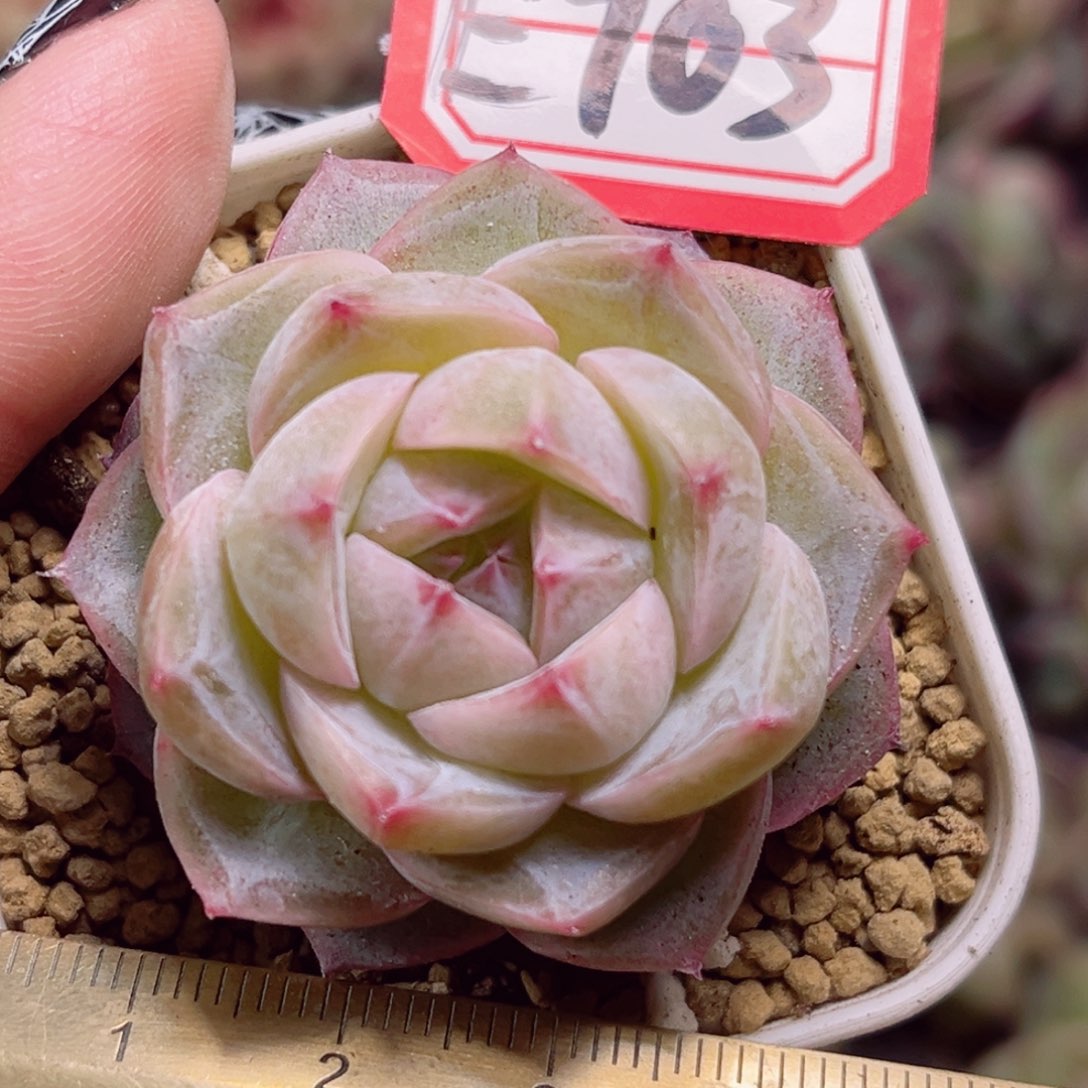 E703一物一拍 白日梦