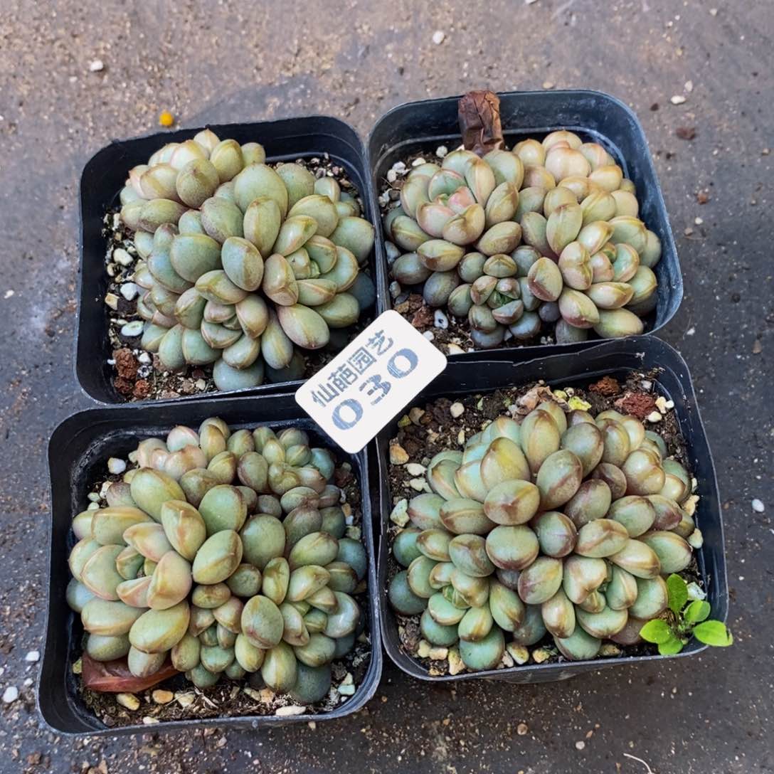 030大人物形象和事物一样