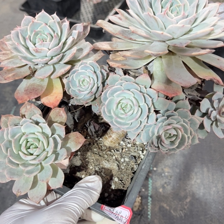 梦***分雪玉荷叶莲一颗小群