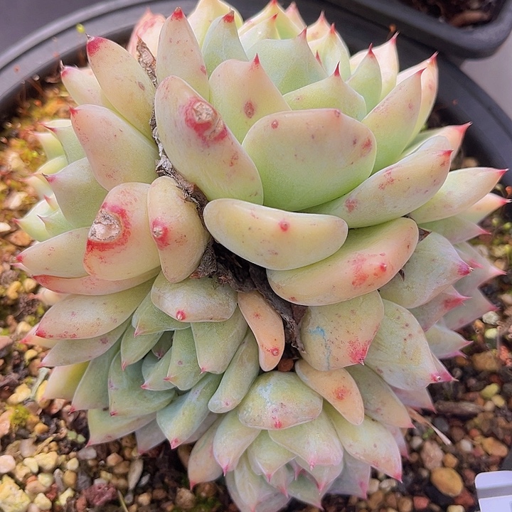 白拉糖01101多肉植物