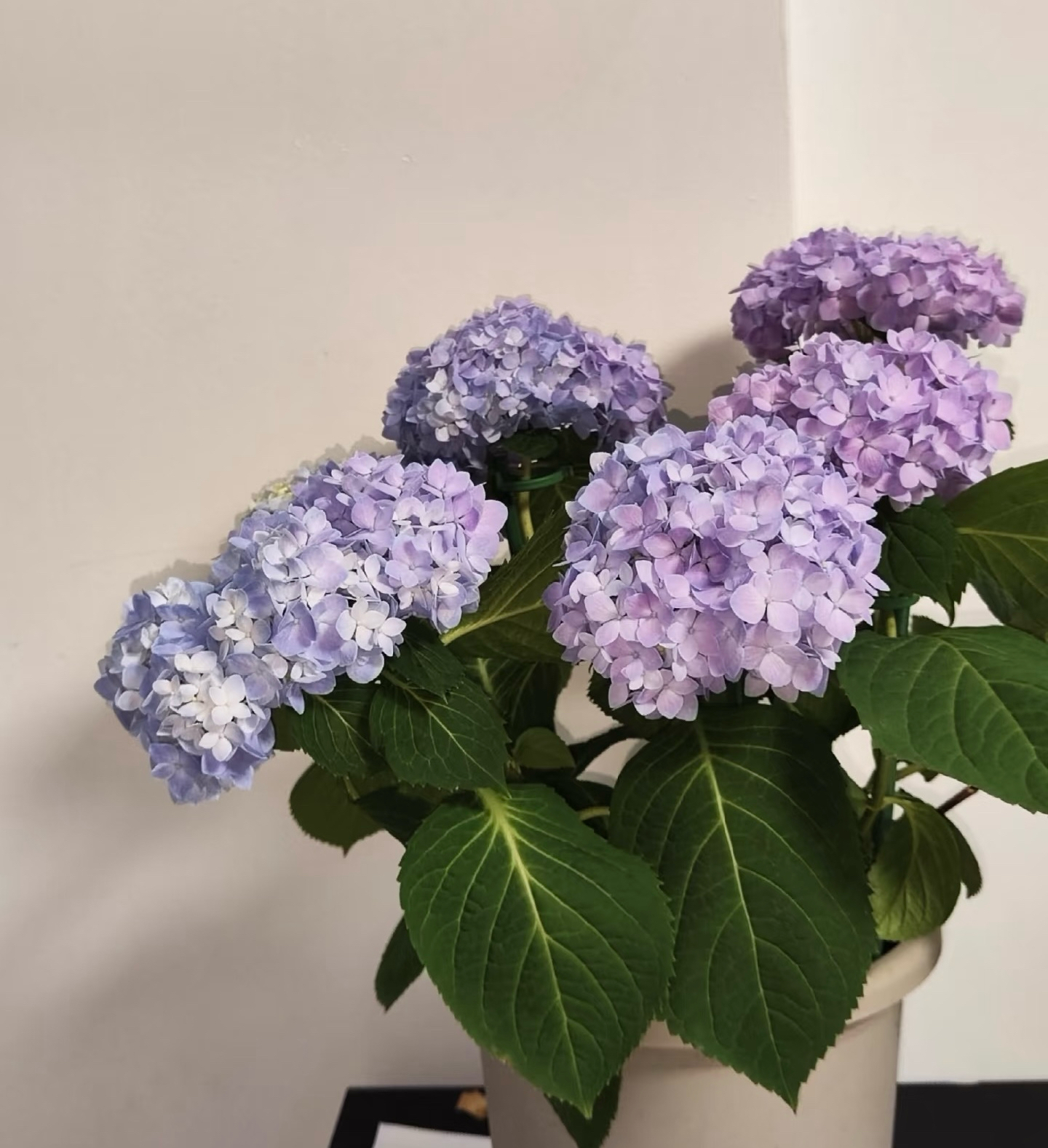无尽夏绣球花大花绣球盆栽四季开花耐热易养护适合阳台庭院种植