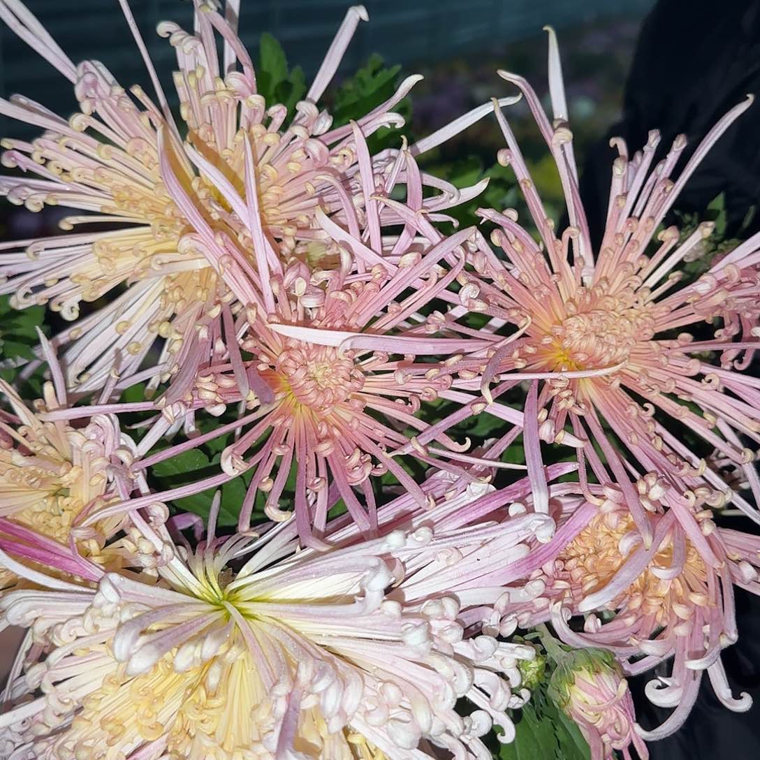 芋***控无花朵玉光的初春