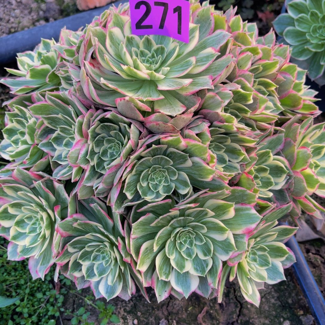 水蜜桃法师26/////11包邮