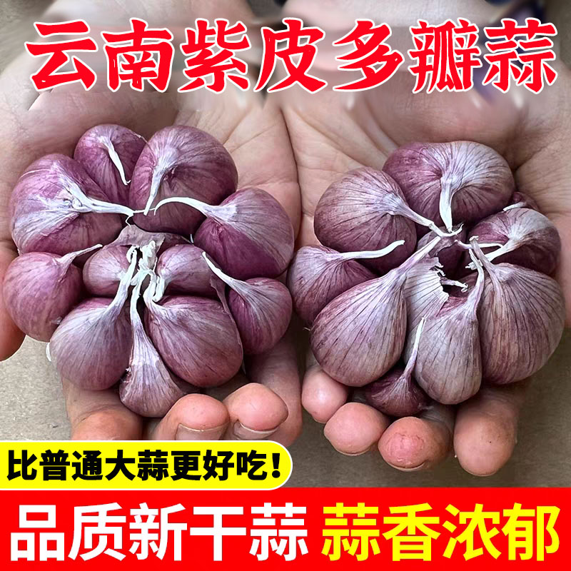 BC/热宝【2025年老品种红蒜】云紫皮多瓣蒜干蒜当季新干蒜1/2/3/5斤