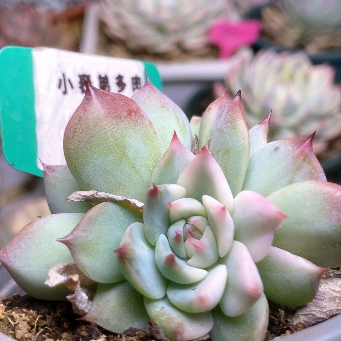 C738锦锦锦锦锦锦锦