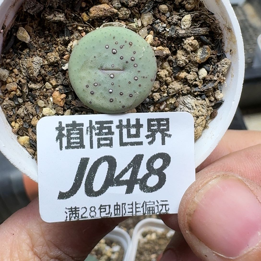 多肉植物的润泽fghj